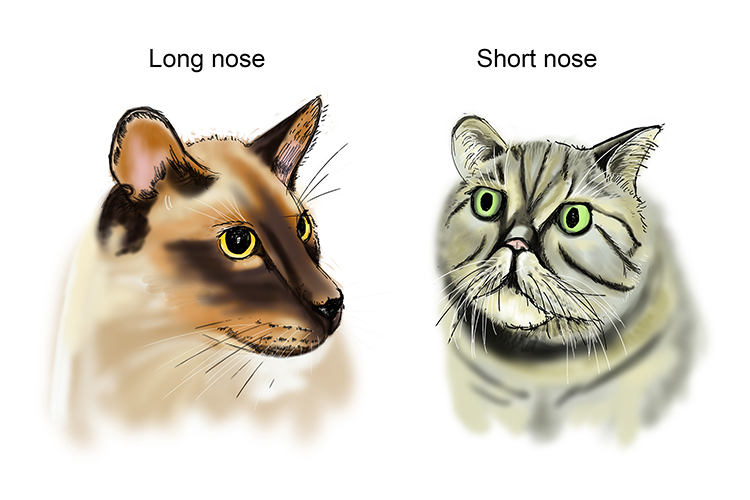 Cats have a phenotypic variation with there long and short noses